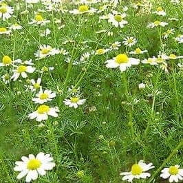 Plant Aromatique Camomille Matricaire (Lourdes)