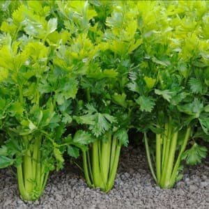 Plant Céleri Branche (Lourdes)