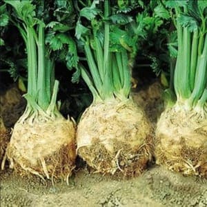 Plant Céleri Rave
