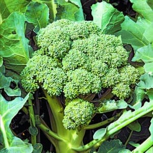 Choux Brocolli (Lourdes)