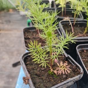 Plant Nigelle de Damas