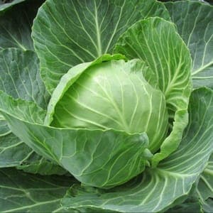 Plant Choux Cabu Blanc (Lourdes)