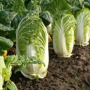 Plant Choux Chinois