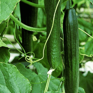 Plant Concombre Lisse (Lourdes)