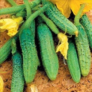 Plant Cornichon Vert fin de Meaux (Lourdes)