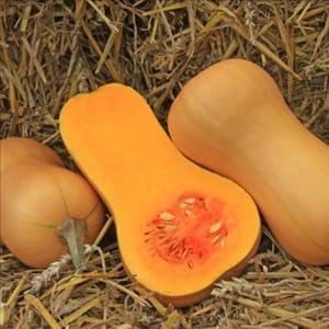 Courge Butternut