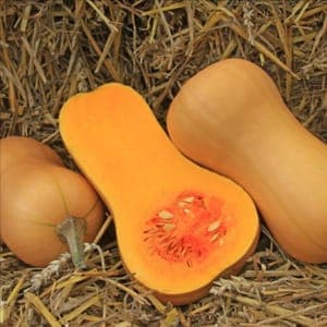 Plant Courge Butternut (Lourdes)