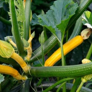 Plant Courgette Jaune (Lourdes)