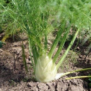 Plant Fenouil (Lourdes)