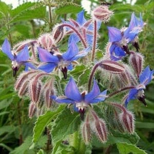 Plant Fleur Bourrache Officinale (Lourdes)