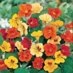 Plant Fleur Capucine (Lourdes)