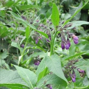 Plant Fleur Consoude Officinale (Lourdes)