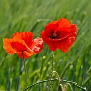 Plant Fleur Coquelicot (Lourdes)
