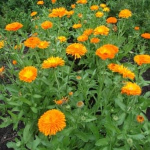 Plant Fleur Souci des jardins (Calendula) (Lourdes)