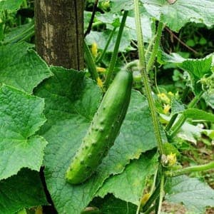 Plant Concombre Épineux Court (Lourdes)