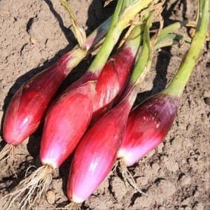 Plant Oignon Rouge de Florence