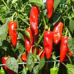 Plant Piment d'Espelette (Lourdes)