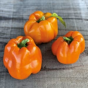 Plant Poivron Orange (Lourdes)