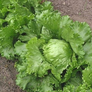 Plant Salade Batavia Iceberg (Lourdes)