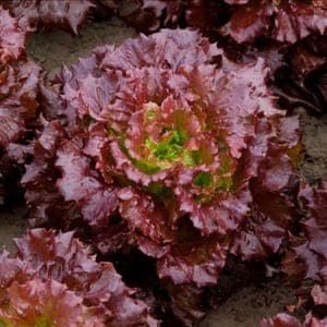 Plant Salade Batavia Rouge (Lourdes)