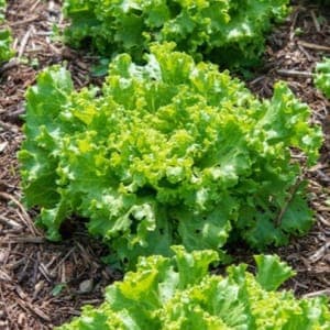 Plant Salade Batavia Verte (Lourdes)