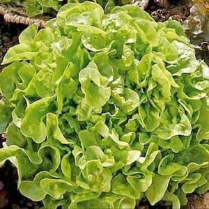 Plant Salade Feuille de Chêne Verte (Lourdes)