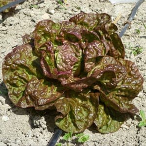 Salade Laitue Pommé Rouge (Lourdes)