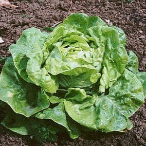 Salade Laitue Pommé Verte (Lourdes)
