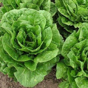Plant Salade Sucrine (Lourdes)