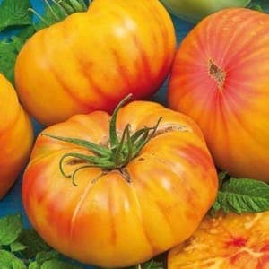 Plant Tomate Ananas (Lourdes)