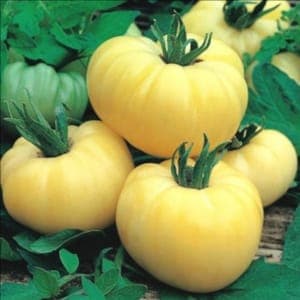 Plant Tomate Beauté Blanche (Lourdes)