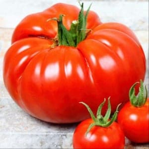Plant Tomate Beefsteak (Lourdes)