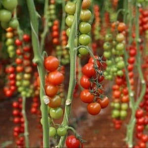Plant Tomate Cerise Délice des jardins (Lourdes)