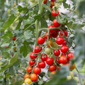 Plant Tomate Cerise Miel du Mexique (Lourdes)