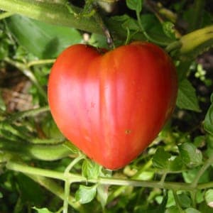 Plant Tomate Cœur de Bœuf (Lourdes)