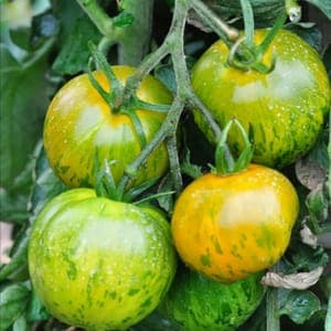 Plant Tomate Green Zebra (Lourdes)