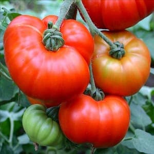 Plant Tomate Marmande (Lourdes)