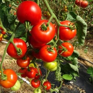 Plant Tomate Matina (Lourdes)