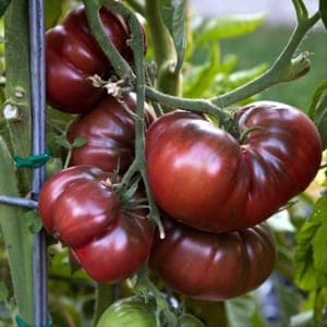 Tomate Noire de Crimée (Lourdes)