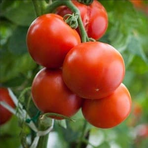 Plant Tomate Paola F1 (Lourdes)