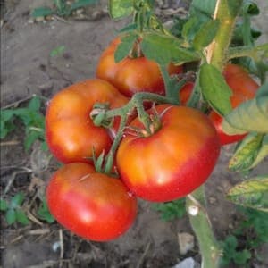 Plant Tomate Reine des Hâtives (Lourdes)