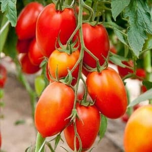 Plant Tomate Roma (Lourdes)