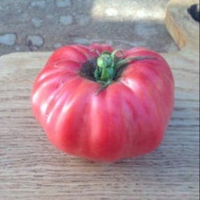 Plant Tomate Rosa (Lourdes)