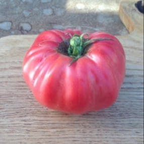 Tomate Rose en mélange (Lourdes)