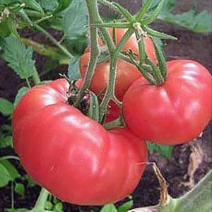 Plant Tomate Rose de Berne (Lourdes)
