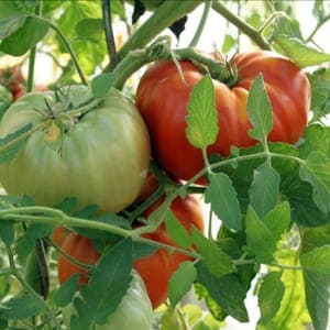 Plant Tomate Russe rouge (Lourdes)