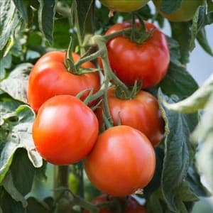 Plant Tomate Saint-Pierre (Lourdes)