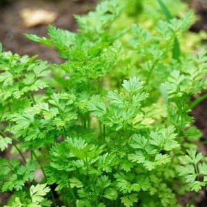 Plant Aromatique Coriandre (Lourdes)