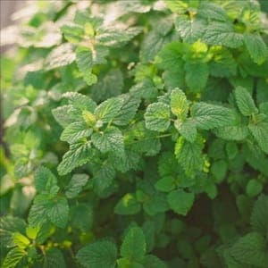 Plant Aromatique Mélisse Officinale (Lourdes)