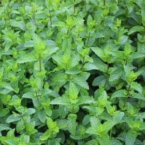 Plant Aromatique Menthe Marocaine (Lourdes)